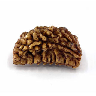 1 Mukhi Rudraksha