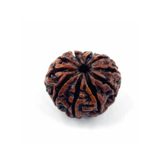 10 Mukhi Rudraksha