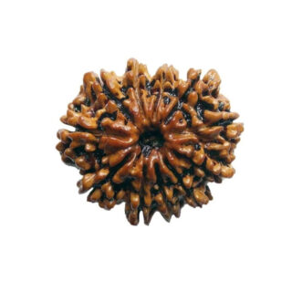 11 Mukhi Rudraksha