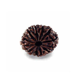 12 mukhi rudraksha