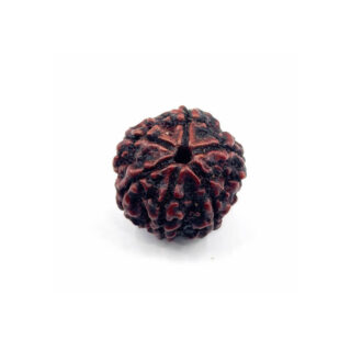 6 Mukhi Rudraksha