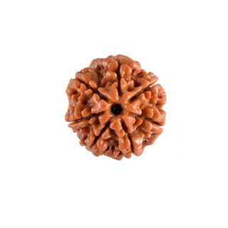 7 Mukhi Rudraksha