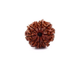 9Mukhi Rudraksha