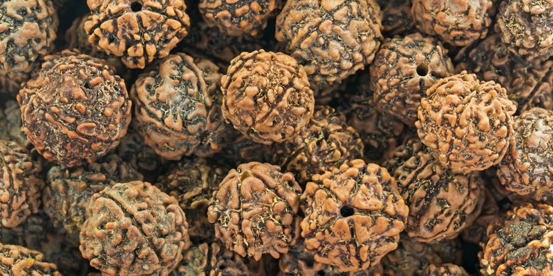 rudraksha pics