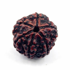 rdraksha6