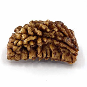 rudraksha1