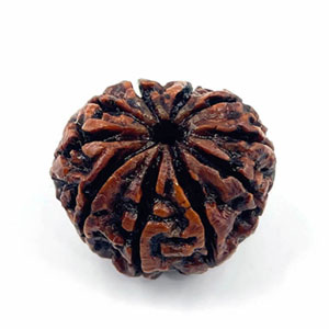 rudraksha10