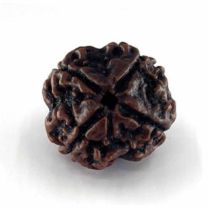 rudraksha4