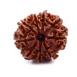 rudraksha9